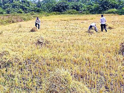 Sugarcane Day | धान कापणी व बांधणीमुळे मजुरांना सुगीचे दिवस