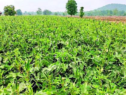 Prices of vegetables plummeted as demand declined | मागणी घटल्याने भाजीपाल्याचे दर गडगडले Prices of vegetables plummeted as demand declined | मागणी घटल्याने भाजीपाल्याचे दर गडगडले