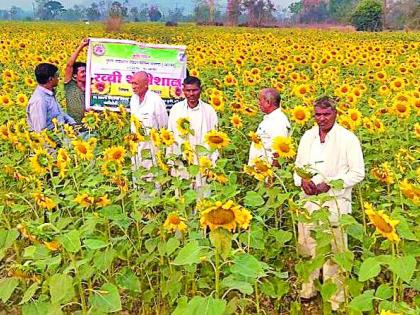 Savings groups planted sunflower | बचत गटांनी केली सूर्यफुलाची लागवड