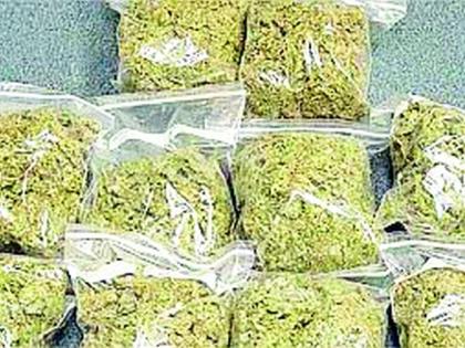 The youth of Gadchiraeli are on a cannabis diet | गडचिराेली शहरातील युवक गांजाच्या आहारी