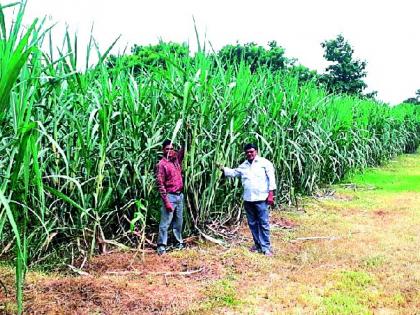 Farmers are being able to cultivate sugarcane | ऊस लागवडीतून शेतकरी होत आहेत सक्षम