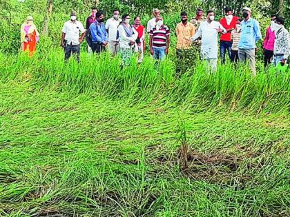 The return rains hit the paddy fields | परतीच्या पावसाने धानपिकांना बसला फटका