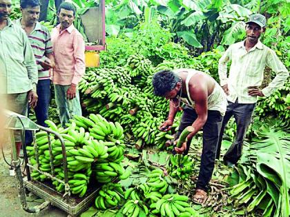  Farmer flower garden banana garden | शेतकºयाने फुलविली केळीची बाग