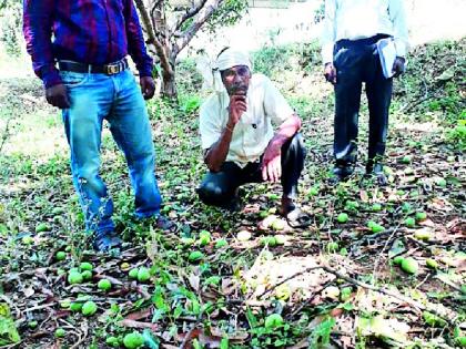 Damage to Horticulture due to Windy Wind | वादळी वाऱ्यामुळे फळबागांचे नुकसान