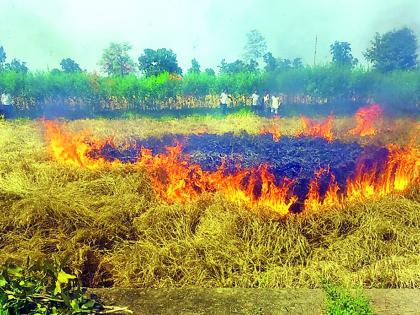 Four grams of paddy in the central part of the house | साडेचार एकरातील उभे धानपीक जाळले