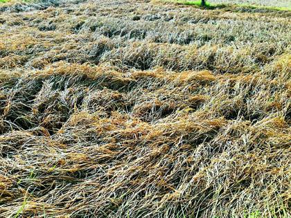 Shadow of drought on 11 thousand hectares | ११ हजार हेक्टरवर दुष्काळाची छाया