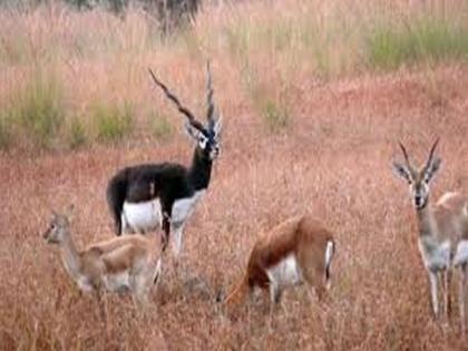  Wildlife wandering in Satpura due to natural stock | नैसर्गिक साठे आटल्याने सातपुड्यातील वन्य प्राण्यांची पाण्यासाठी भटकंती