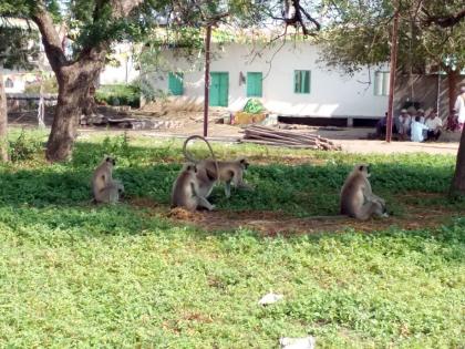  Auburn at Javala Panchal | जवळा पांचाळ येथे वानरांचा धुमाकूळ