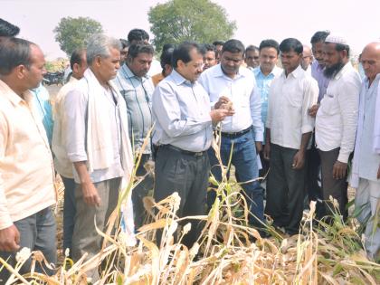 Inspection of the crop damage by Collector | नुकसानाची जिल्हाधिका-यांकडून पाहणी