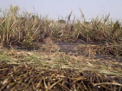 Moccoli trees burnt with 12 acres of sugarcane | १२ एकर उसासह मोसंबीची झाडे जळाली