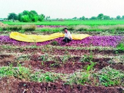 Bmosamy rain rises Quintal Kanda | बेमोसमी पावसात क्विंटल कांदा भिजला