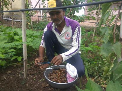 In the Niphad taluka, the speed of pre-release cultivation | निफाड तालुक्यात द्राक्षबागांच्या छाटणीपूर्व मशागतीला वेग