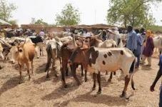 30 lakh turnover in Talodya bull market | तळोद्याच्या बैलबाजारात ३० लाखांची उलाढाल 30 lakh turnover in Talodya bull market | तळोद्याच्या बैलबाजारात ३० लाखांची उलाढाल