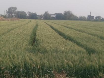 This year sowing of 3% rabi crops in the district | जिल्ह्यात यंदा १०० टक्के रब्बी पिकांची पेरणी This year sowing of 3% rabi crops in the district | जिल्ह्यात यंदा १०० टक्के रब्बी पिकांची पेरणी