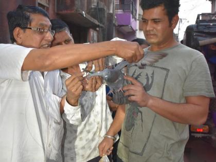 'Lives' for 3 birds caught in a cat | मांज्यात गुरफटलेल्या १२७ पक्ष्यांना ‘जीवदान’ 'Lives' for 3 birds caught in a cat | मांज्यात गुरफटलेल्या १२७ पक्ष्यांना ‘जीवदान’