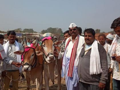 Akkalkuva will have a turnover of three and a half crore in bull market | अक्कलकुवा बैलबाजारात साडेतीन कोटीची उलाढाल Akkalkuva will have a turnover of three and a half crore in bull market | अक्कलकुवा बैलबाजारात साडेतीन कोटीची उलाढाल