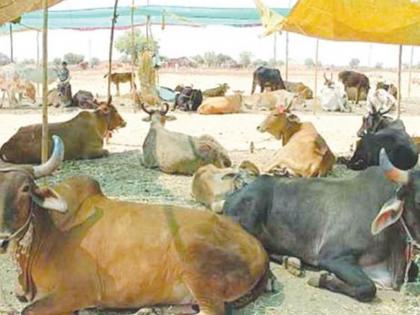 Police will capture 11 cattle brought for slaughter | कत्तलीसाठी आणलेली 11 गुरे पोलीसांनी पकडली