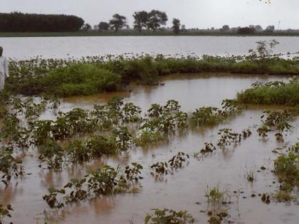 Damage of chilli and cotton crop in Nandurbar taluka | नंदुरबार तालुक्यात मिरची व कापूस पिकाचे नुकसान Damage of chilli and cotton crop in Nandurbar taluka | नंदुरबार तालुक्यात मिरची व कापूस पिकाचे नुकसान
