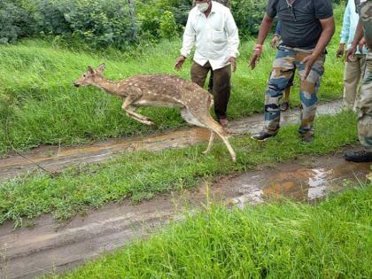 Chital, who had accidentally settled in an urban area, was released back into the forest | वाट चुकून नागरी वस्तीत आलेल्या ‘चितळ’ला पुन्हा सोडले वनक्षेत्रात Chital, who had accidentally settled in an urban area, was released back into the forest | वाट चुकून नागरी वस्तीत आलेल्या ‘चितळ’ला पुन्हा सोडले वनक्षेत्रात