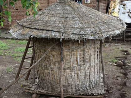 Satpudya's rising distance from 'bamboo' | सातपुडय़ाचा ‘बांबू’पासून वाढता दुरावा Satpudya's rising distance from 'bamboo' | सातपुडय़ाचा ‘बांबू’पासून वाढता दुरावा