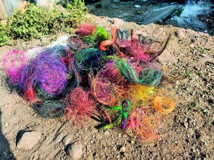 In Nagpur, 10 kilos of thread were removed from the trees; Commendable initiative of the Gravel Foundation | नागपुरात झाडांवर गुंतलेला १० किलाे मांजा काढला; ग्राेव्हील फाउंडेशनचा स्तुत्य उपक्रम