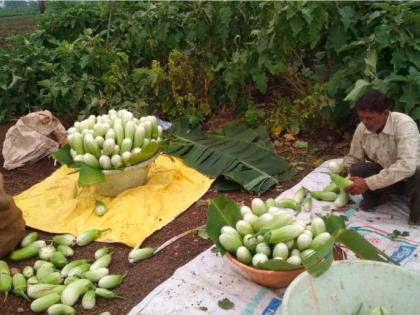 The price of eggplant has come down | भरीताच्या वांग्यांचे दर आले आवाक्यात