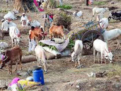 Parbhani: Due to drought in Sonpeth taluka | परभणी : सोनपेठ तालुक्यास दुष्काळाच्या झळा