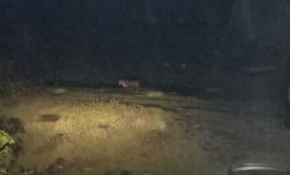 A leopard came to Devdari ghat ... | देवदरी घाटात बिबट्या आला रे...,वाहनधारकांकडून वावड्या