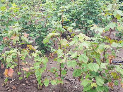 The cereal crops were sown with cotton | टंचाईची भीती निवारली, मात्र बळीराजा चिंतातूर