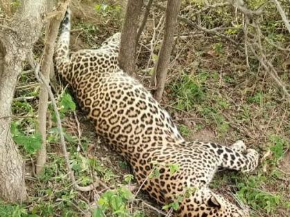 A leopard was found dead in Odhare Shivara of Chalisgaon taluka | चाळीसगाव तालुक्यातील ओढरे शिवारात बिबट्या आढळला मृतावस्थेत