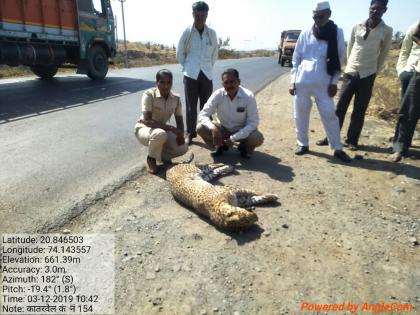 Dagger killed in an unknown vehicle | अज्ञात वाहनाच्या धडकेत बिबट्या ठार