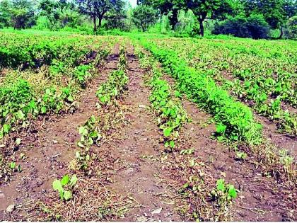 Spraying weeds burns cotton | तणनाशक फवारल्याने कपाशी जळाली