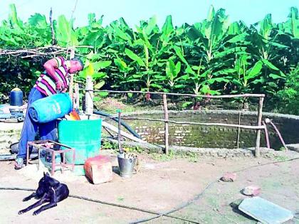 Two farmers planted flower garden banana in Phedgaon | पढेगावात दोन शेतकऱ्यांनी फुलविली केळीची बाग