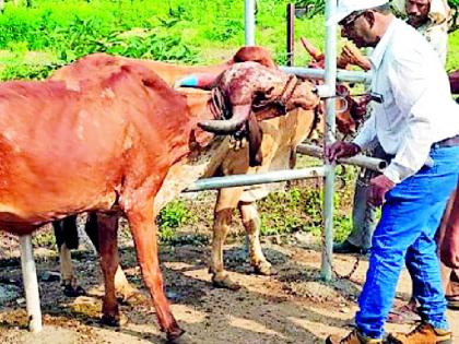 Humbarda of cowherds for vaccination in Lampi Kopat | लम्पी कोपात लसीकरणासाठी गोपालकांचा हंबरडा