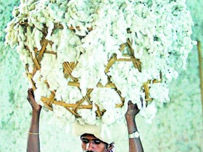 There is no benefit of cotton hike | कापूस दरवाढीचा लाभ नाही