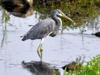 The sea heron was first recorded in Yavatmal | यवतमाळात प्रथमच झाली सागरी बगळ्याची नोंद