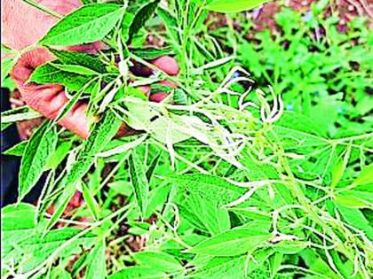 Weed spraying at Kurha damaged crops in neighboring fields | कुऱ्हा येथे तणनाशक फवारणीने शेजारच्या शेतातील पिके करपली