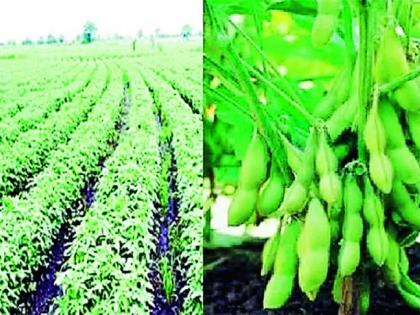 Farmers rush to Early Variety to recover from heavy rains | अतिवृष्टीतून सावरण्यासाठी अर्ली व्हेरायटीकडे शेतकऱ्यांची धाव Farmers rush to Early Variety to recover from heavy rains | अतिवृष्टीतून सावरण्यासाठी अर्ली व्हेरायटीकडे शेतकऱ्यांची धाव