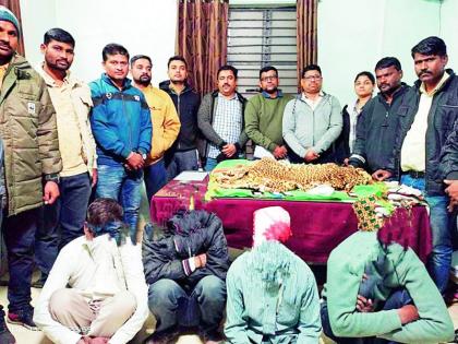 Four forest department smugglers of leopard skins | बिबट्याच्या कातडीची तस्करी करणारे चौघे वनविभागाच्या गळाला