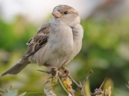 Lockdown secures sparrows' existence | आता वाढेल चिमण्यांचा किलबिलाट; लॉकडाऊन ठरले वरदान