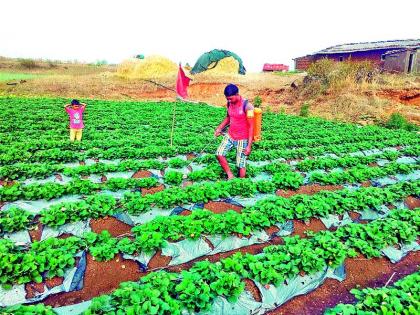  Curb the strawberries due to change in the environment in Surgana, fungi | सुरगाण्यात वातावरणातील बदलामुळे स्ट्रॉबेरीवर करपा, बुरशी