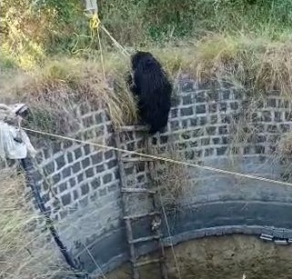 'Wildlife' gives life to a bear lying in a well | विहिरीत पडलेल्या अस्वलाला 'वन्यजीव'कडून जीवनदान