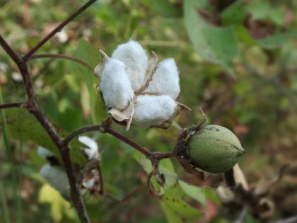 Lakhs of cotton growers in 20 districts will lose their help | २० जिल्ह्यातील लाखो कापूस उत्पादक मदतीला मुकणार