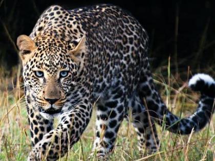 Leopard attack again in Khed taluka; One was seriously injured | खेड तालुक्यात पुन्हा बिबट्याचा हल्ला; एक जण गंभीर जखमी