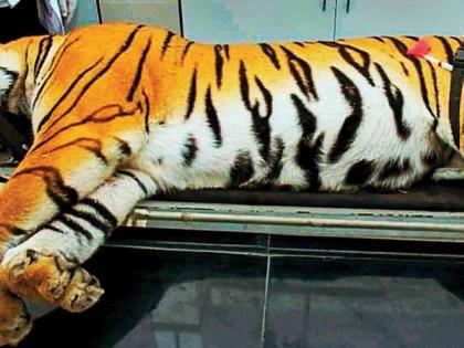 T-1 Tigress death case; Six hours investigation of forest officials and employees | टी-१ वाघीण मृत्यू प्रकरण; वनअधिकारी व कर्मचाऱ्यांची सहा तास चौकशी