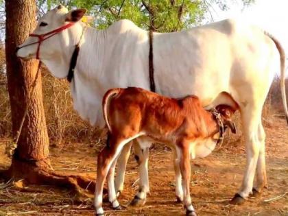 90% high calf female calves will be produced in the state | राज्यात ९० टक्के उच्च वंशावळीच्या मादी वासरांची निर्मिती होणार