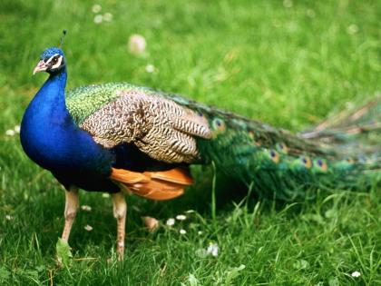 Hundreds of peacocks disappeared in the area of ​​Ambazari lake in Nagpur | नागपूरच्या अंबाझरी तलावाच्या परिसरातील शेकडो मोर गायब