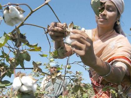 Farmers in search of workers everywhere in Chandrapur district | चंद्रपूर जिल्ह्यात मजुरांसाठी शेतकऱ्यांची सर्वत्र शोधाशोध