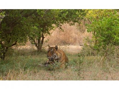 There is no satisfactory rainfall in Mul taluka, difficulties in cultivation and farmers are frightening due to tiger | बा शासना काय करू, एकीकडे पावसाची पाठ, तर दुसरीकडे वाघाची डरकाळी!