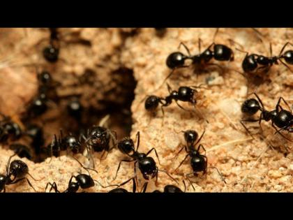 How to control ants entry at your home know the tricks | न मारता मुंग्या किंवा मुंगळ्यांना घरातून कसे पळवाल? जाणून घ्या खास सोपे उपाय